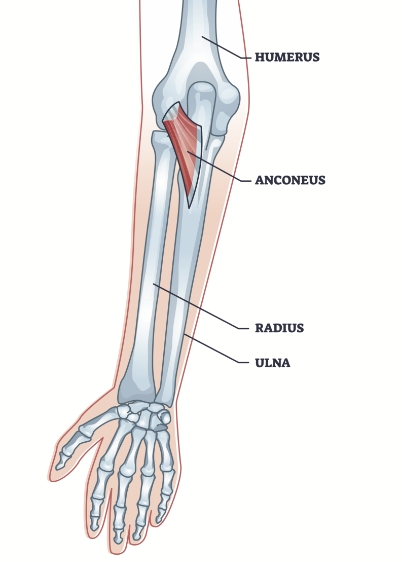 Dr Oscar Brumby-Rendell | ASULC | Adelaide Shoulder & Upper Limb Clinic | Upper Limb Surgery